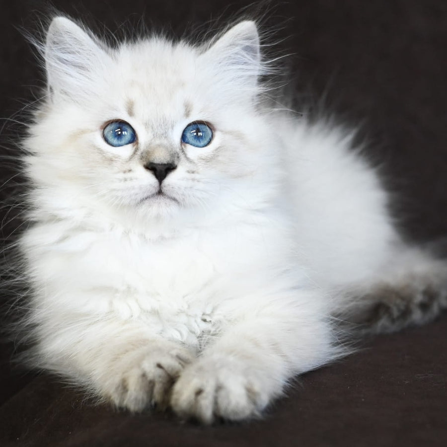 Kim Siberian male, seal tabby pointed