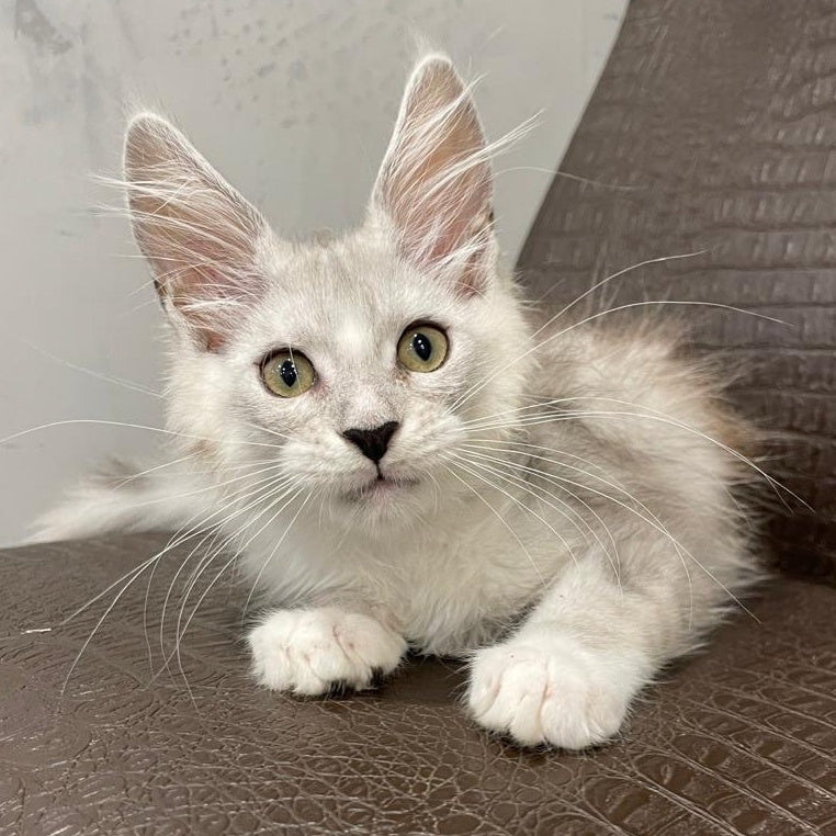 Kira Maine Coon female, black silver bicolour ticked tabby