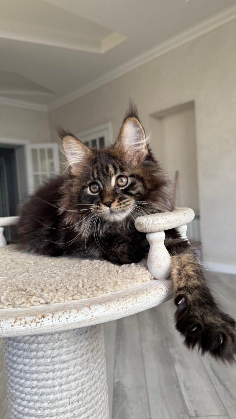 Unicum Maine Coon male, black tabby