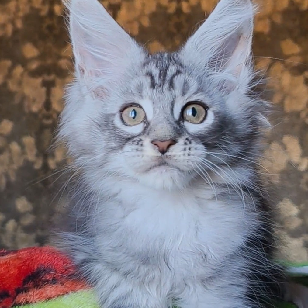 Iron Maine Coon male, black silver tabby