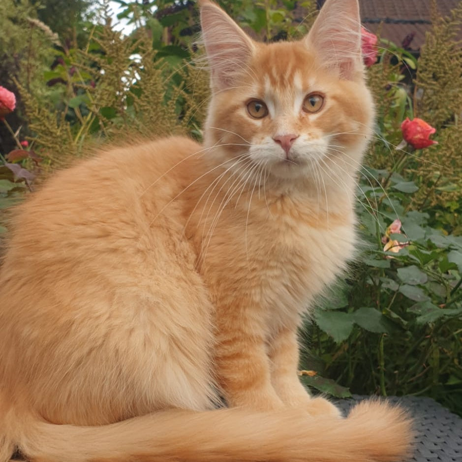 Hugo Maine Coon male, red ticked tabby