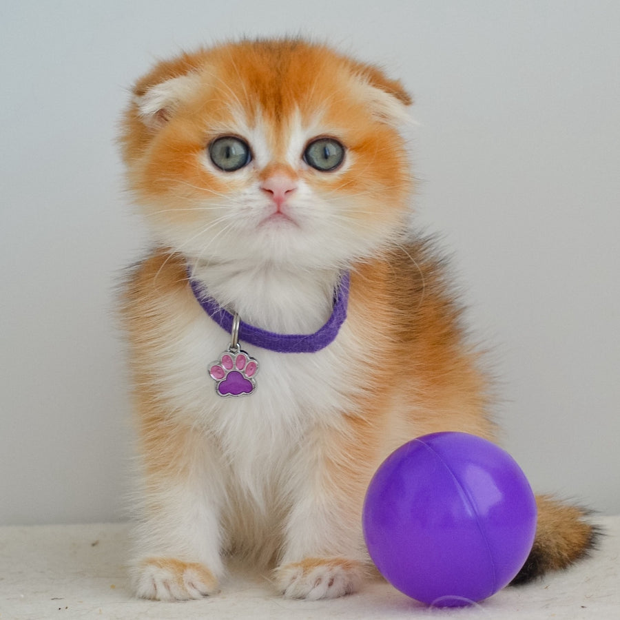 Hector Scottish Fold male, black golden chinchilla