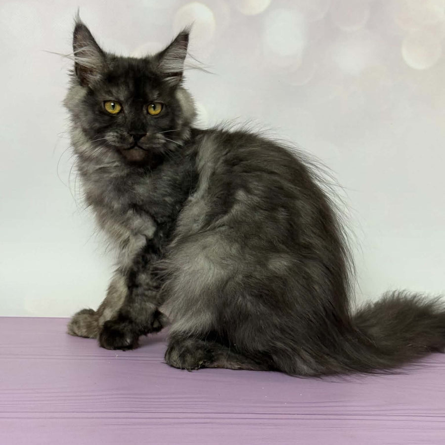 Aurora Maine Coon polydactyl 7x6x5x5 female, black silver