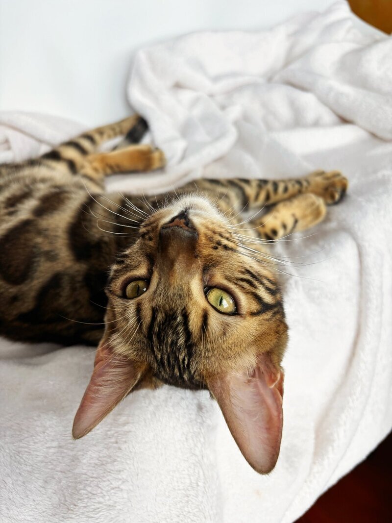 Lola Bengal female black spotted tabby - live animals