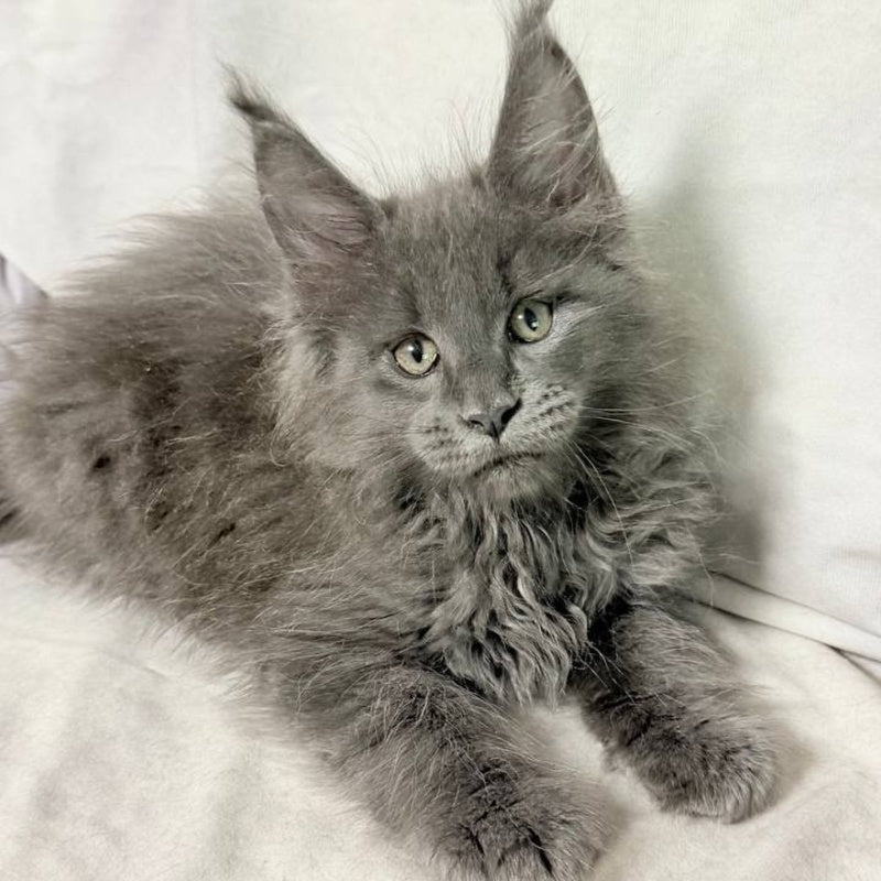 Jazz Maine Coon male, blue silver
