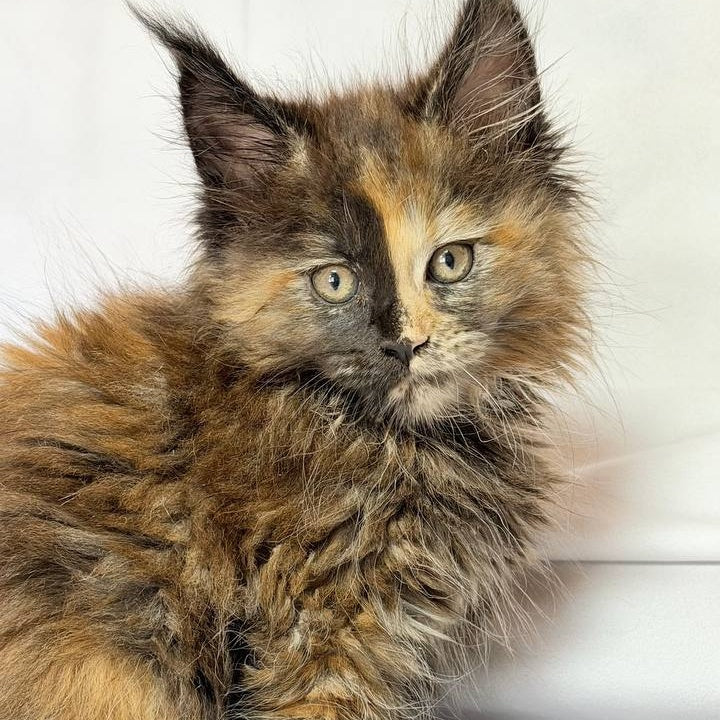 Magnolia Maine Coon female, black tortie