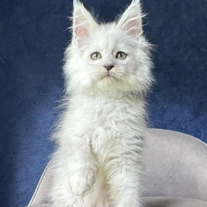 Viggo Maine Coon male, black silver shaded