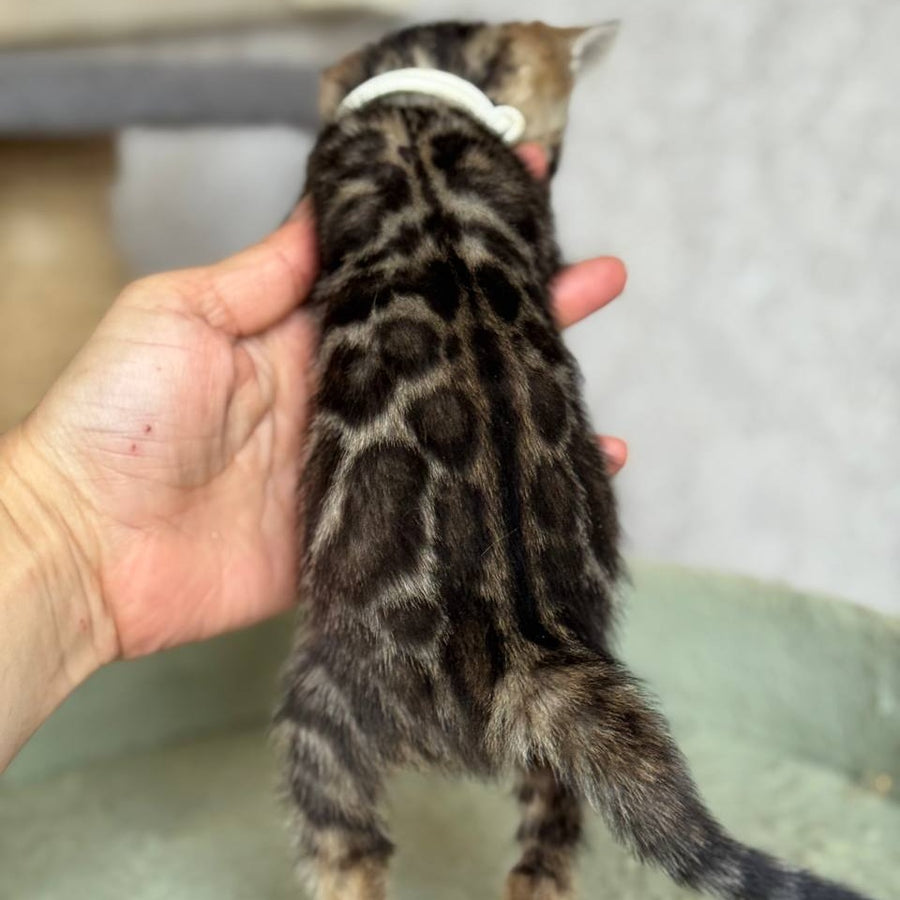 Elvis Bengal male, black spotted tabby