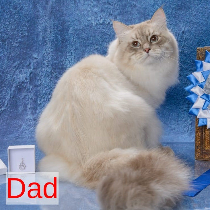 Fadey Siberian male, blue tabby pointed