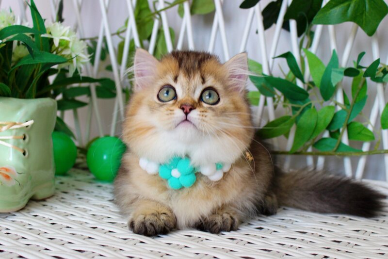 Calvin Munchkin male, chocolate golden ticked tabby