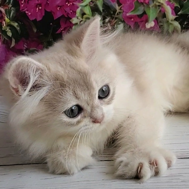 Zorro British Longhair male, blue golden shaded