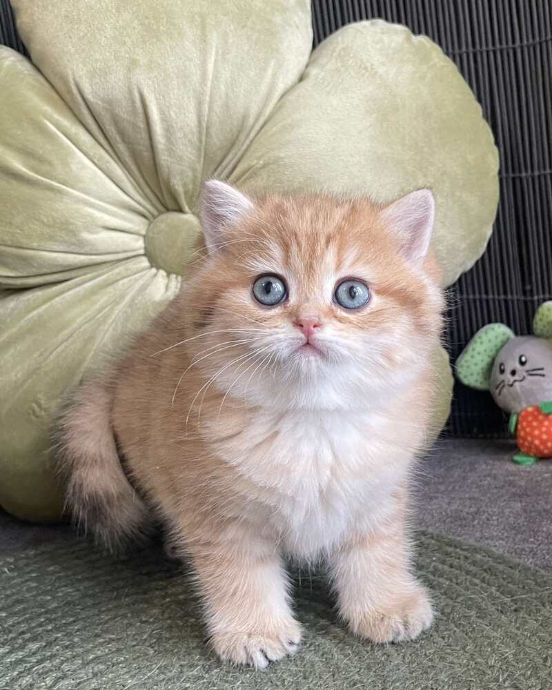 Winny British Shorthair male black golden spotted tabby - live animals