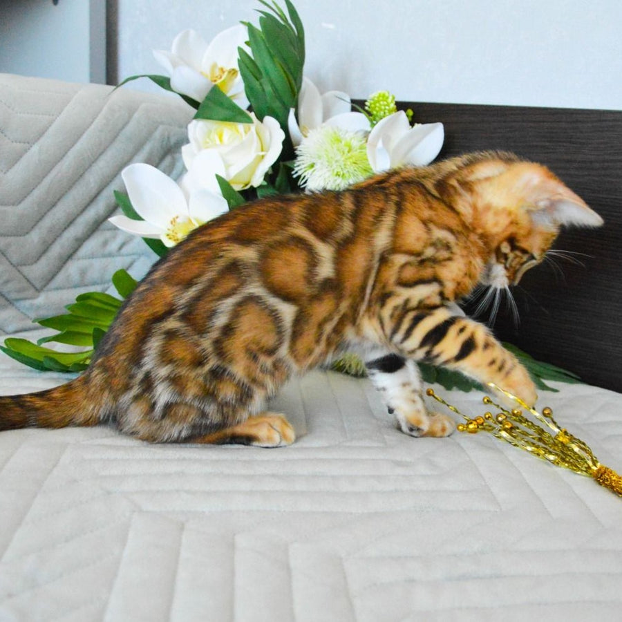 Odysseus Bengal male, black spotted tabby