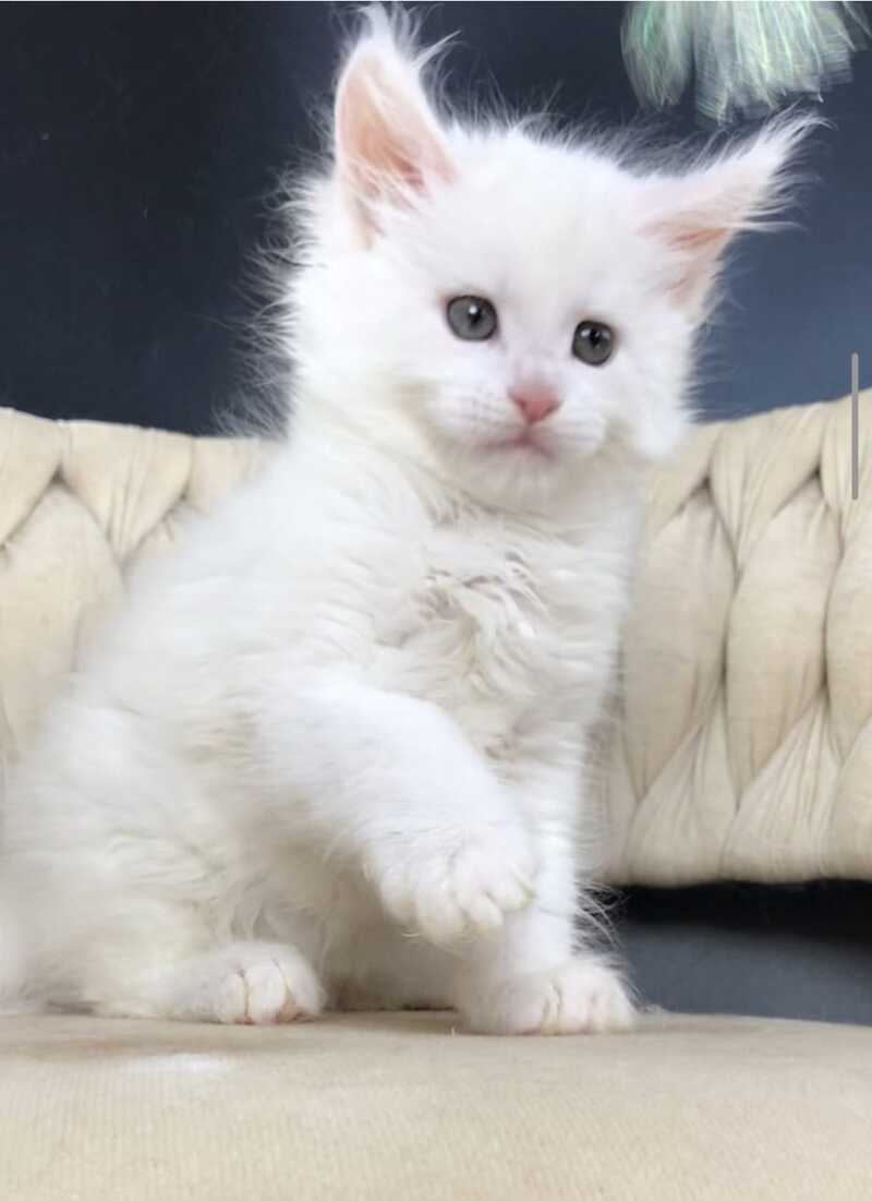 Xanti Maine Coon male, white