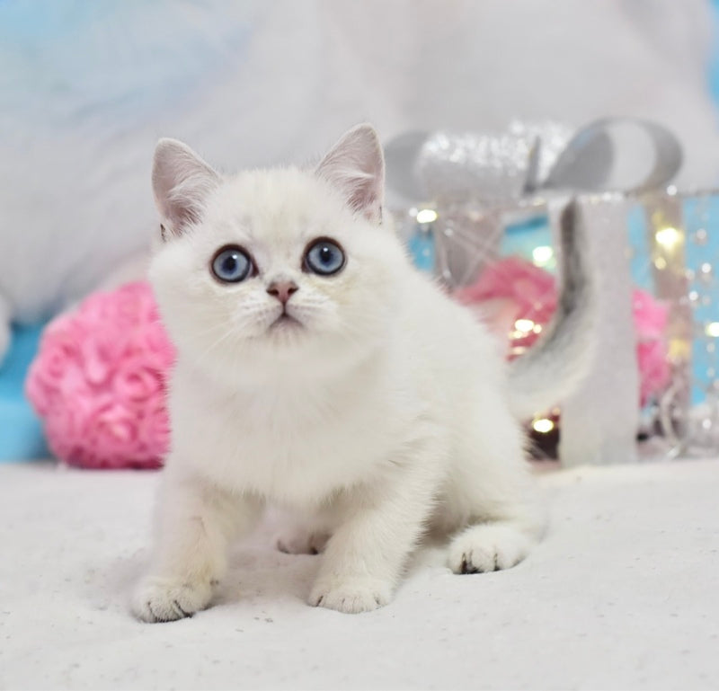 Dior British Shorthair male, black silver shaded pointed