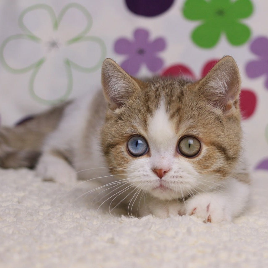 Cosmic British Shorthair male, chocolate spotted tabby bicolour