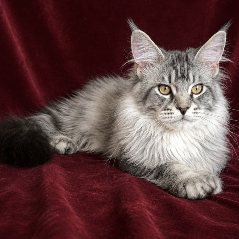 Hoarfrost Maine Coon male, black silver ticked tabby