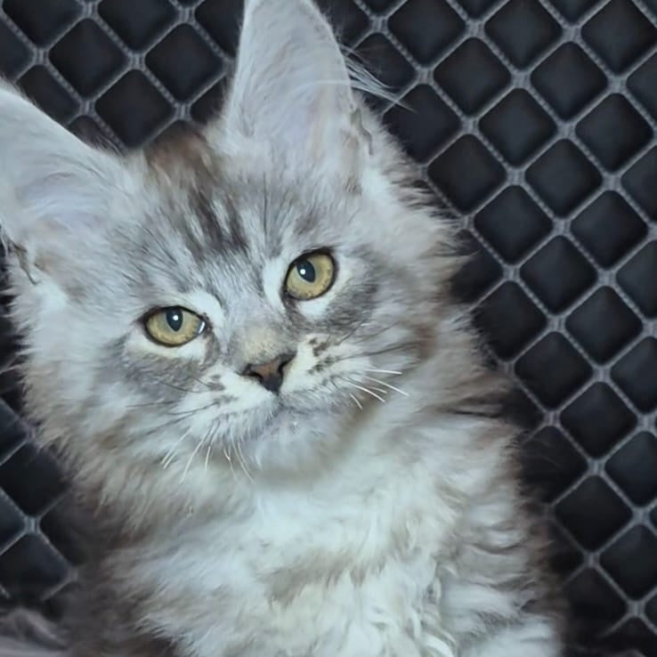 Bourbon Maine Coon polydactyl 5x5x5x5 male, black silver tabby