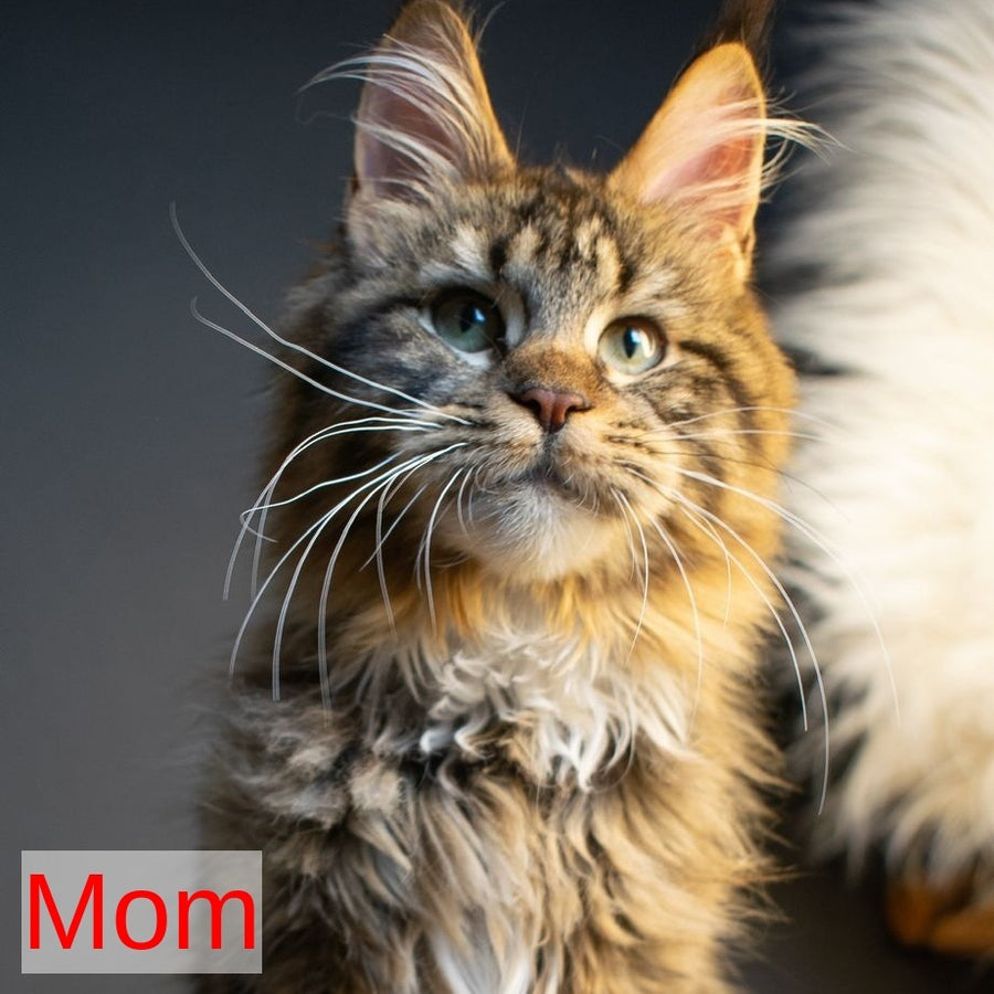 Fox Maine Coon male, black silver bicolour