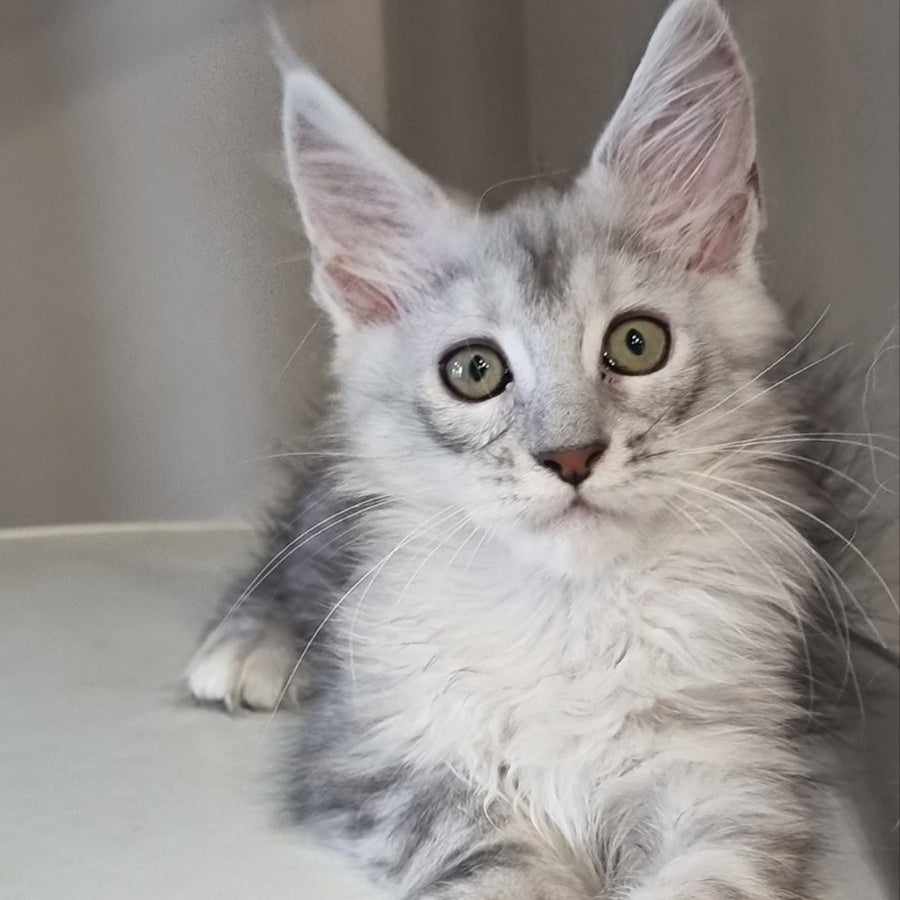 Eveta Maine Coon female, black silver tabby
