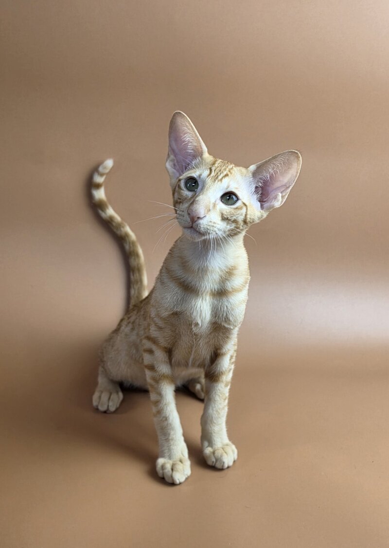 Uvar Oriental Shorthair male, red