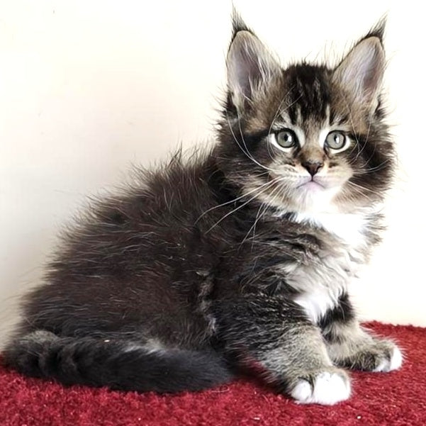 Hammer Maine Coon male, black ticked tabby with white