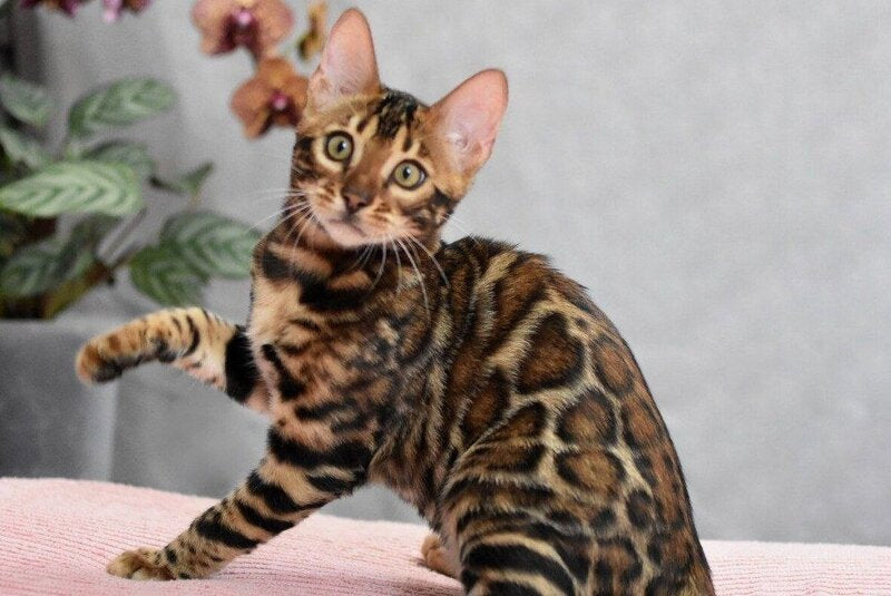 Goliaf Bengal male black spotted tabby - live animals