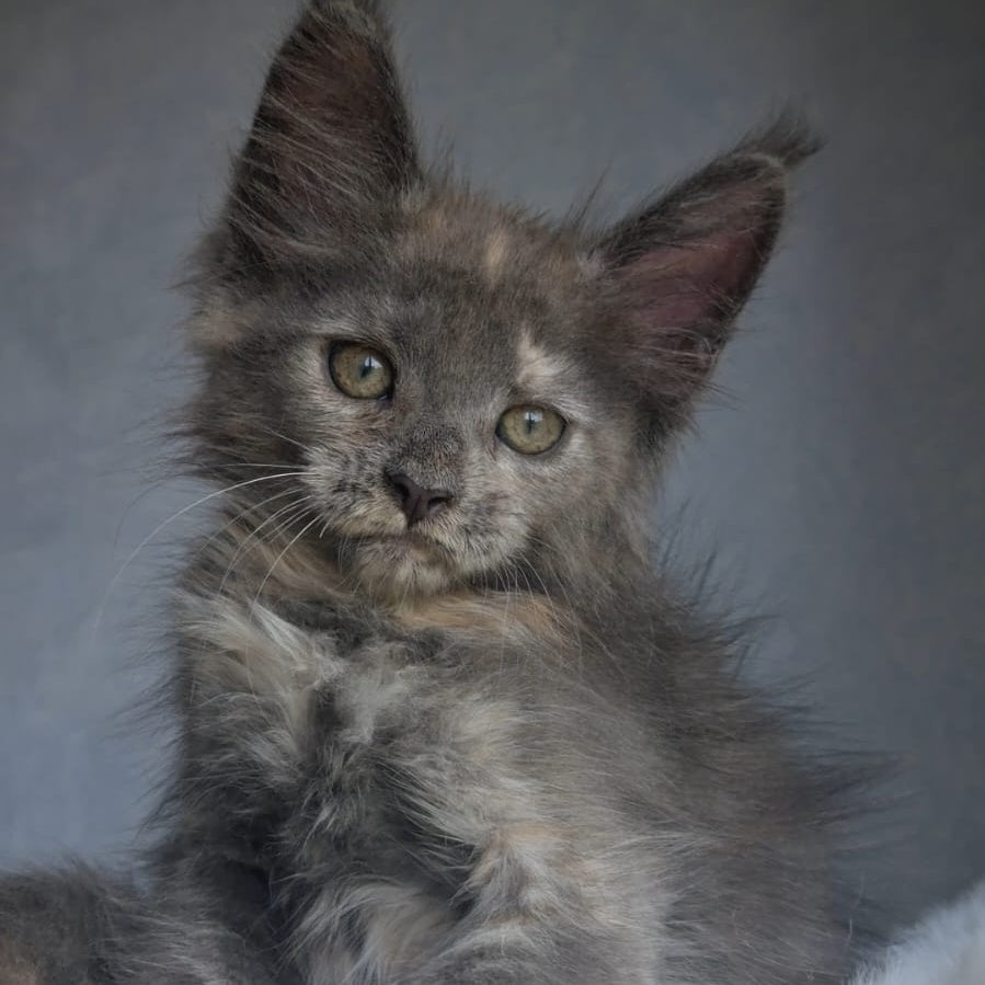 Penelope Maine Coon female, blue tortie