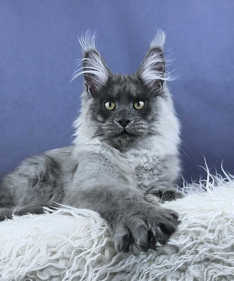 Granadin Maine Coon male, blue silver