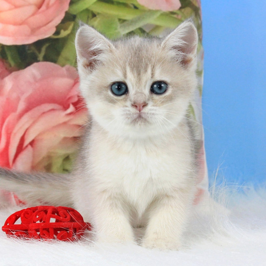 Timi British Shorthair male, blue golden shaded
