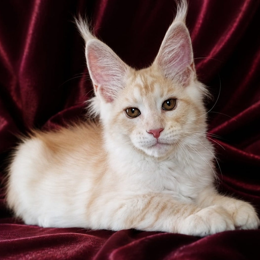 Vitas Maine Coon male, red silver tabby