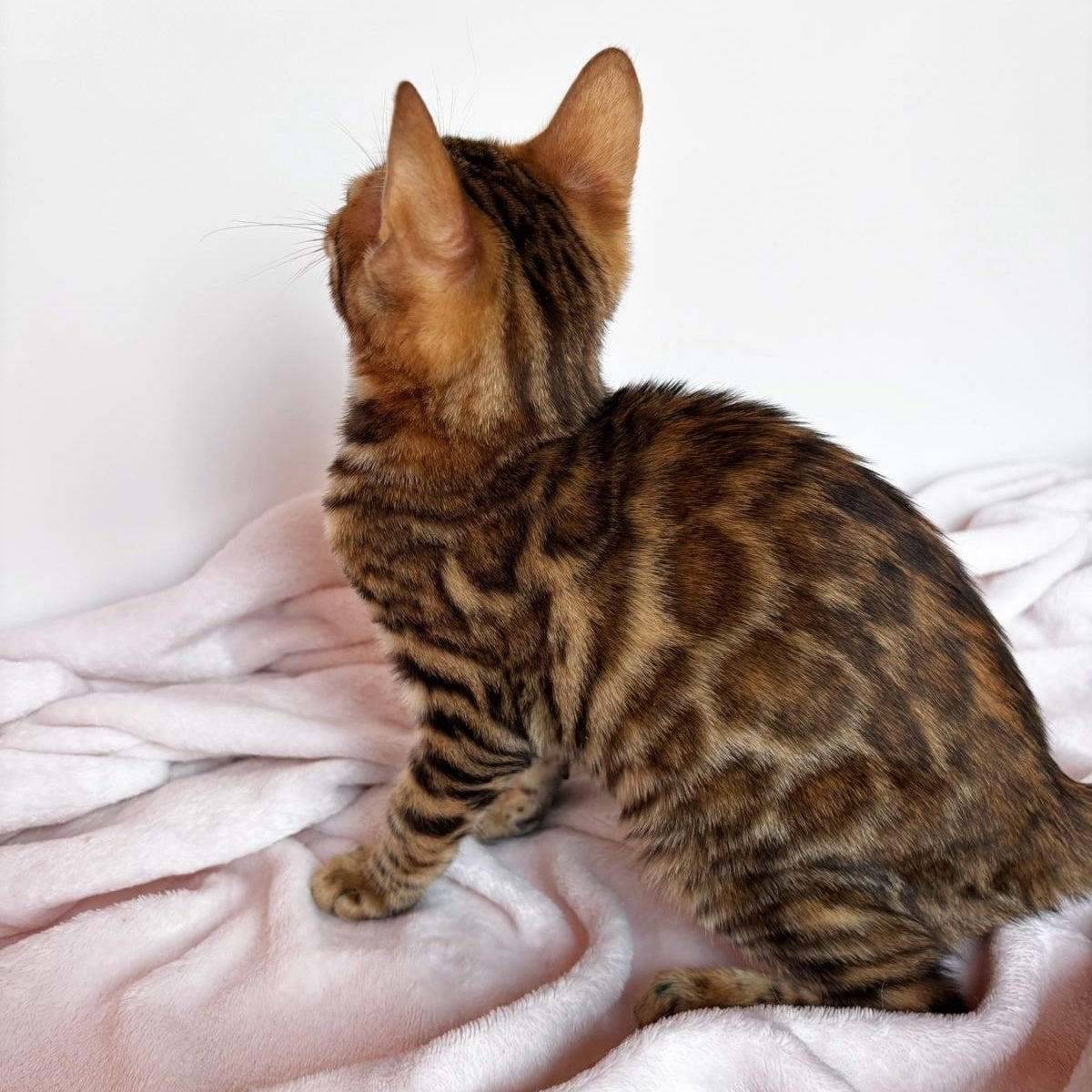 Deizi Bengal female, black spotted tabby