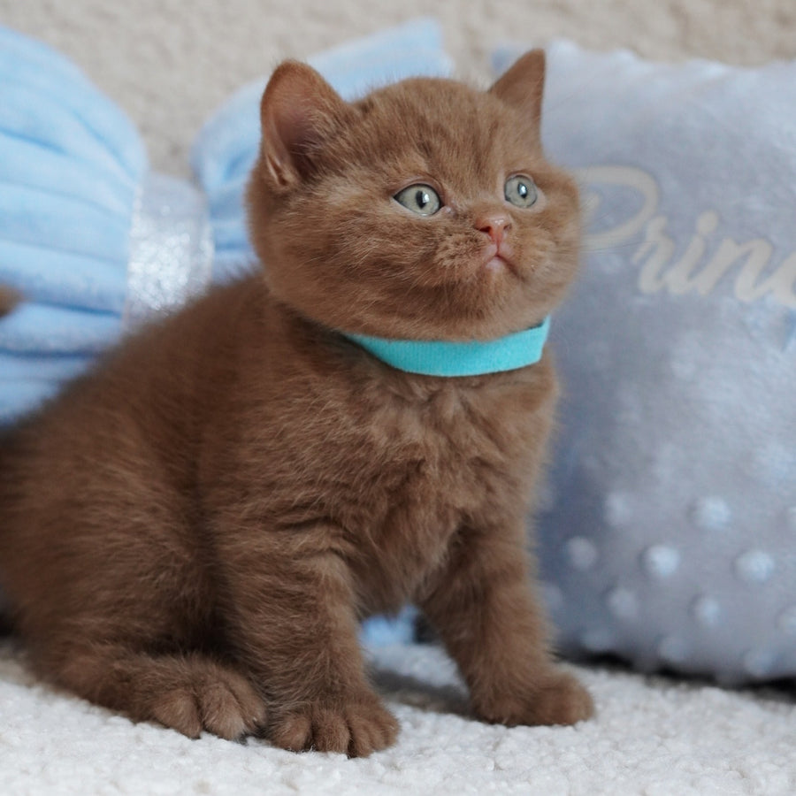 Ugo British Shorthair male, cinnamon
