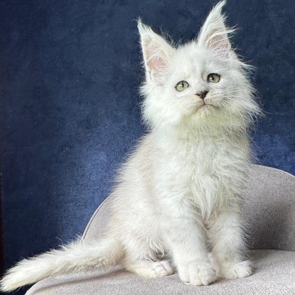 Viggo Maine Coon male, black silver shaded