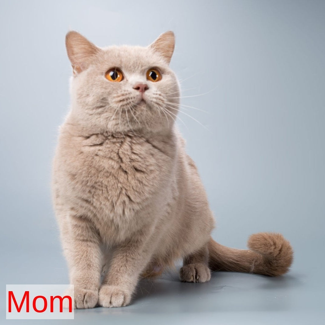Kent British Shorthair male, lilac