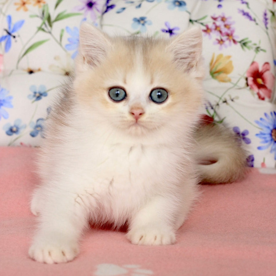 Watson British Shorthair male, blue golden chinchilla bicolour