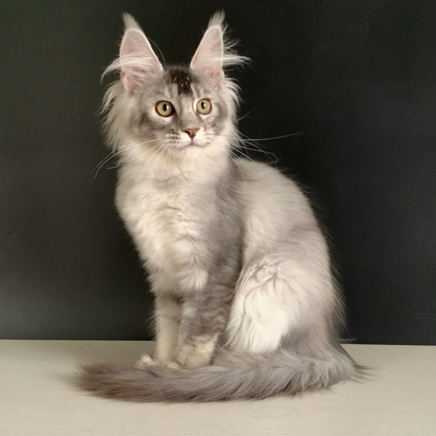 Orchid Maine Coon female, black tortie silver ticked tabby
