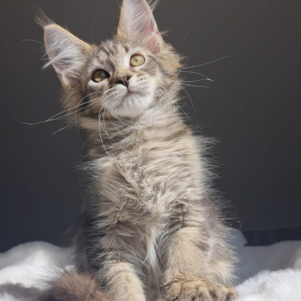 Pilar Maine Coon female, black ticked tabby