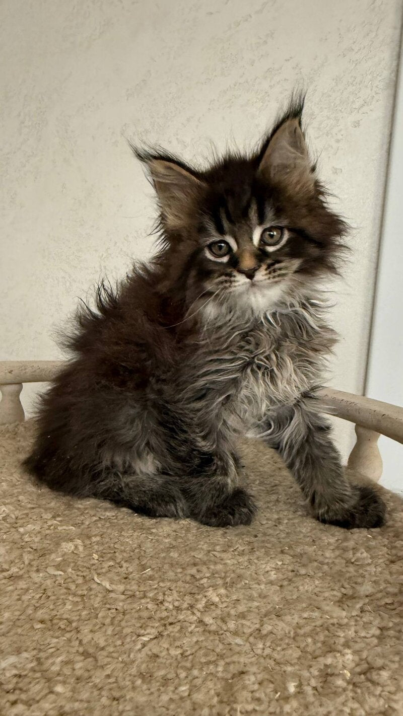 Safina Maine Coon male black tabby - live animals