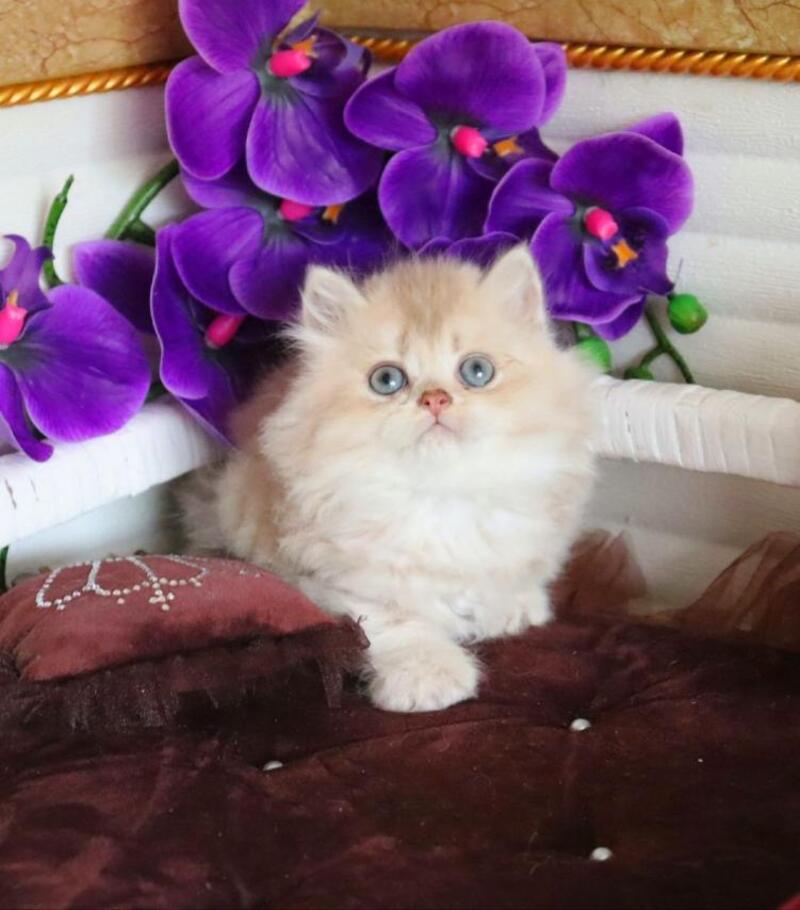 Sam British Longhair male, lilac golden shaded