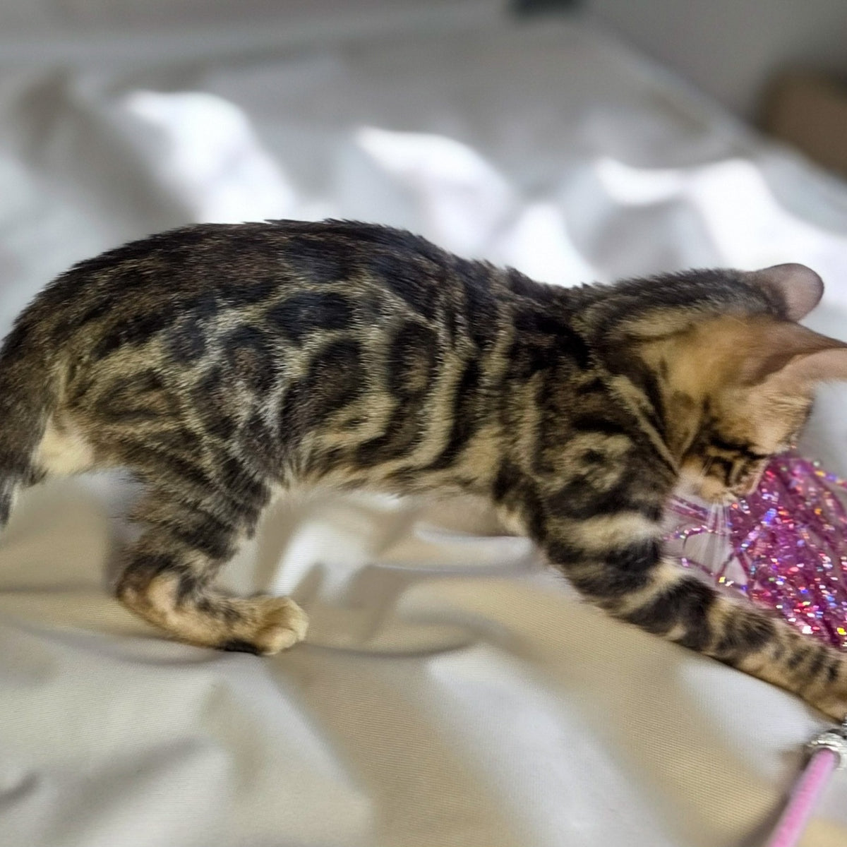 Maui Bengal male, black spotted tabby