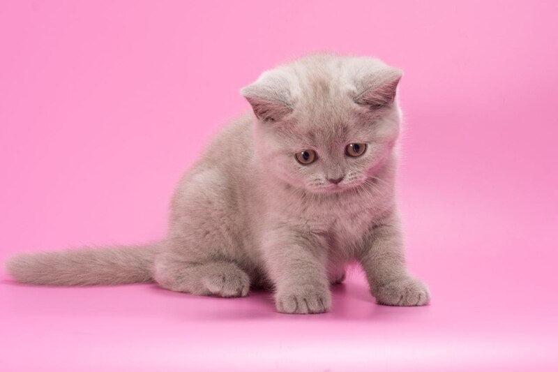 Oriana British Shorthair female, lilac