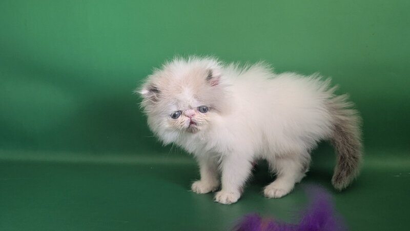 Nemо Persian male, cream pointed bicolour