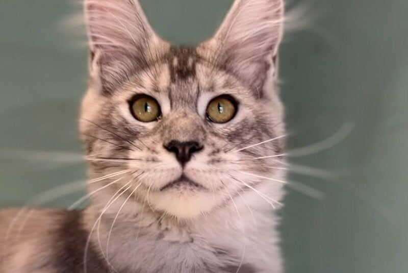 Zodiac Maine Coon male, black silver tabby