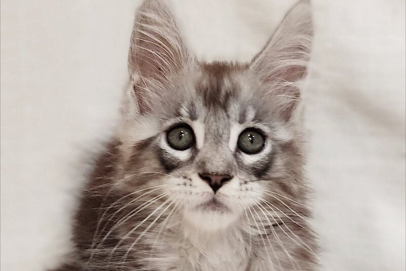 Drheyk Maine Coon male, black silver tabby