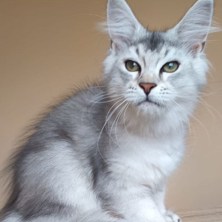 Evana Maine Coon female, black silver ticked tabby
