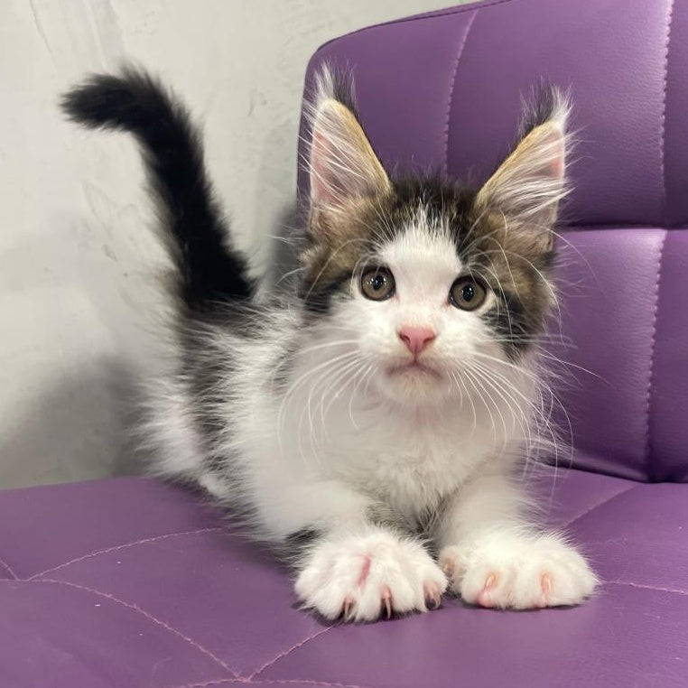 Sem Maine Coon male, black bicolour tabby