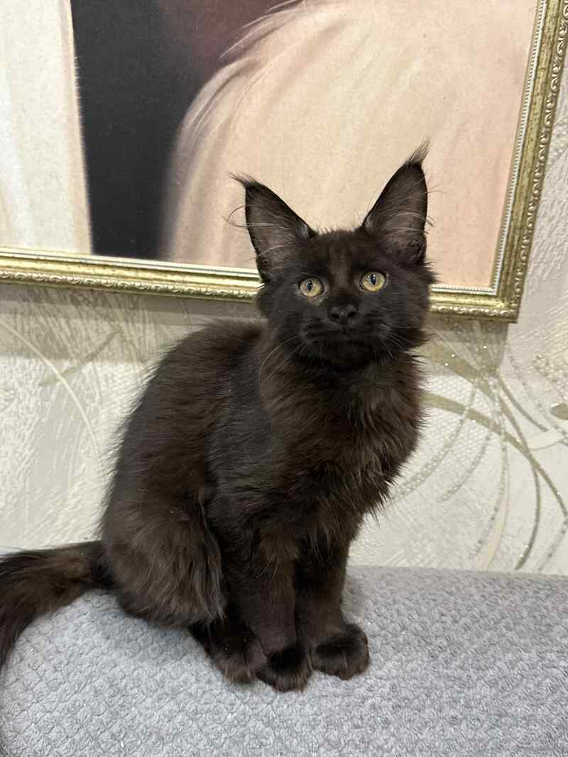 Faust Maine Coon male, black