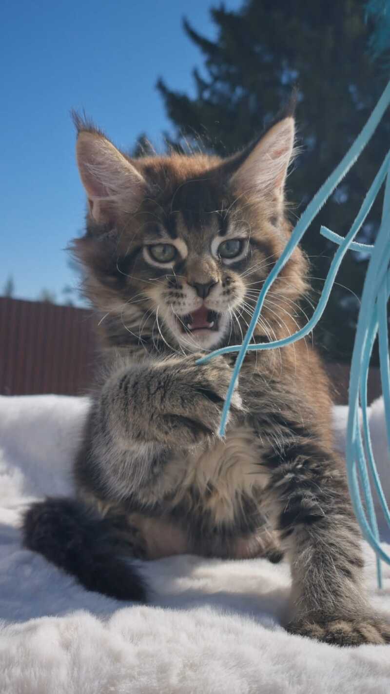 Leopold Maine Coon male black ticked tabby - live animals
