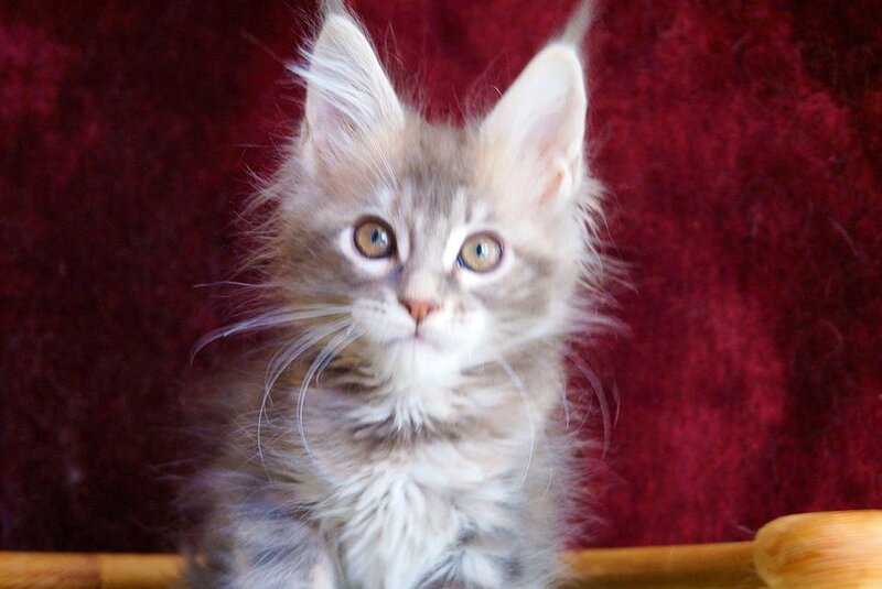 Oliviya Maine Coon female blue tortie silver tabby - live animals